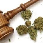 Cannabis, derechos humanos y política pública: una propuesta para el siglo XXI
