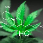 El futuro del cannabis en la medicina: ¿solución real para enfermedades crónicas?