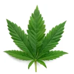 Geografía Canábica: Cómo el Espacio Urbano Condiciona el Acceso y la Cultura de la Planta