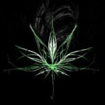 La renovación del público cannábico y su influencia en los clubes actuales